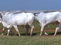 Lote 156