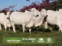 Grandes Criatórios<br>Bela Alvorada • Nelore Zan