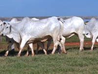 Lote 159