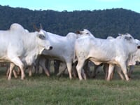 Geral Novilhas<br>EMA Agropecuária