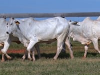 Lote 157