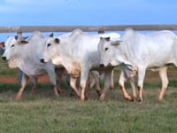 Lote 162