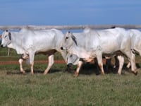 Lote 160