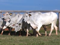 Lote 161