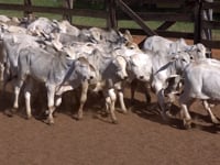 Lote 06SP