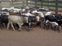 Lote 08SP