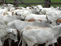 Lote 05SP