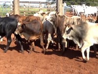 Lote 23