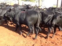 Lote 24