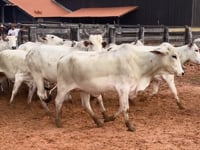 Lote 02A