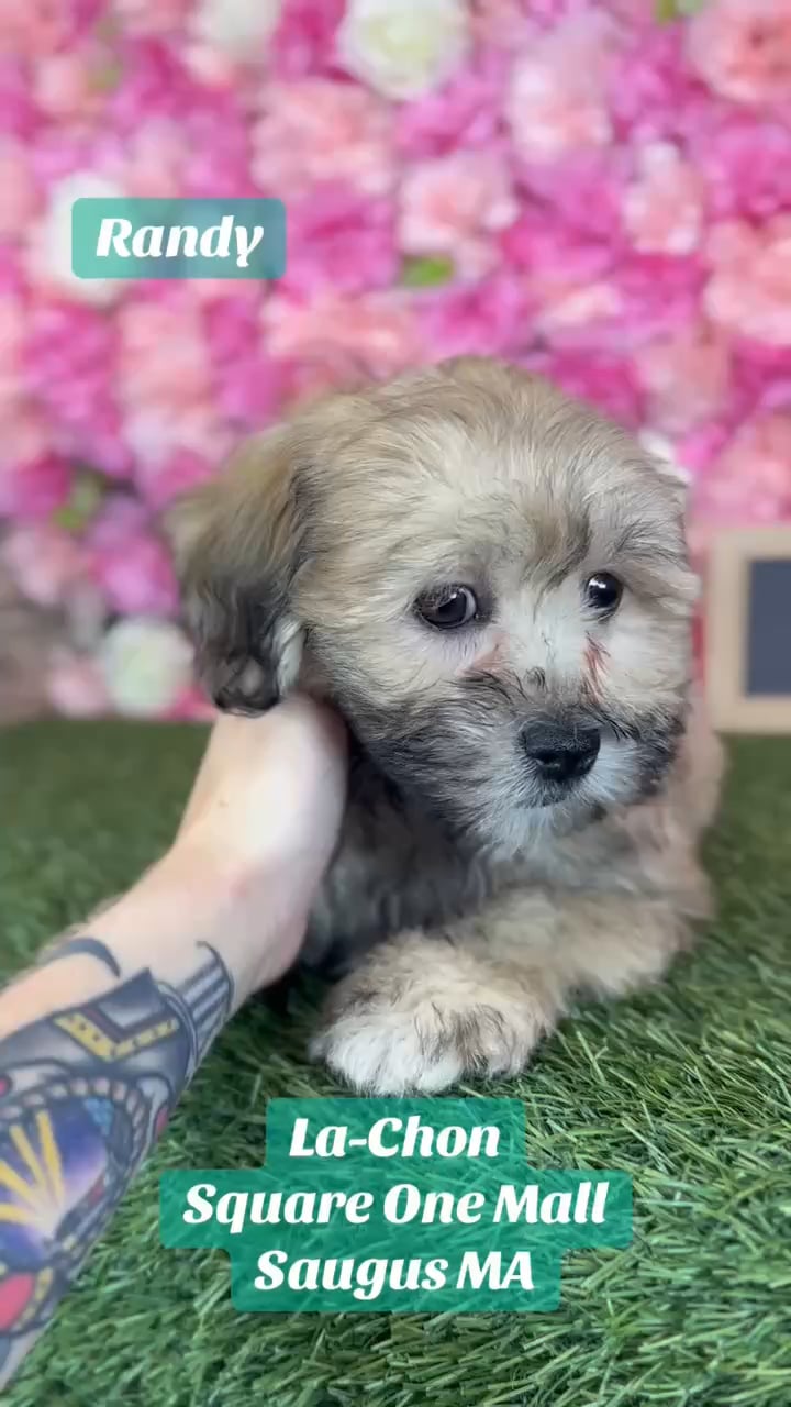 Male La-Chon puppy named Randy for sale at Pet Express Saugus. video thumbnail