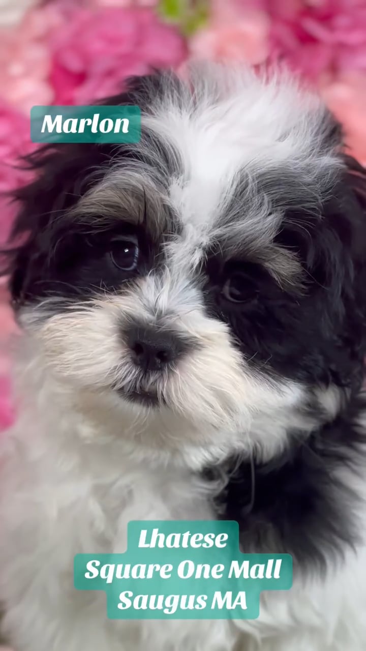 Male Lhatese puppy named Marlon for sale at Pet Express Saugus. video thumbnail