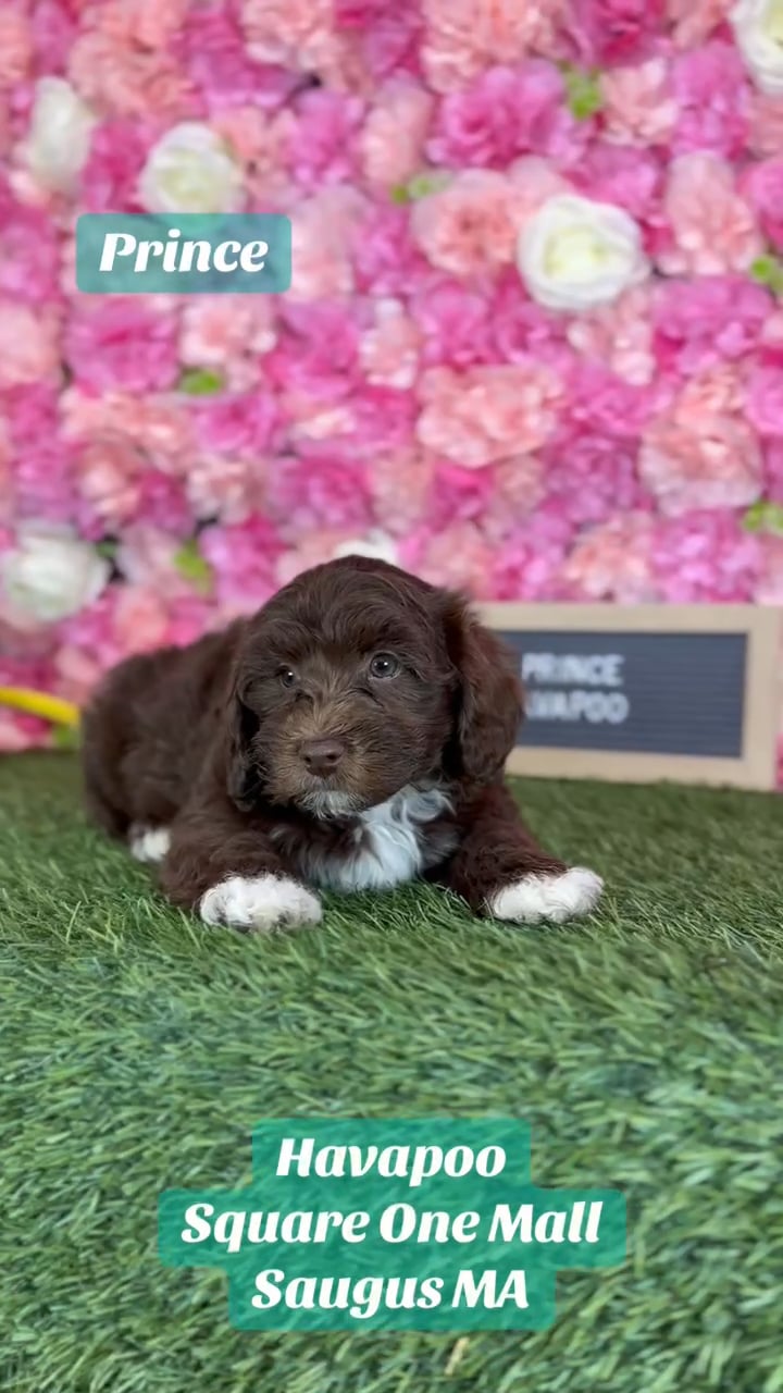 Male Havapoo puppy named Prince for sale at Pet Express Saugus. video thumbnail