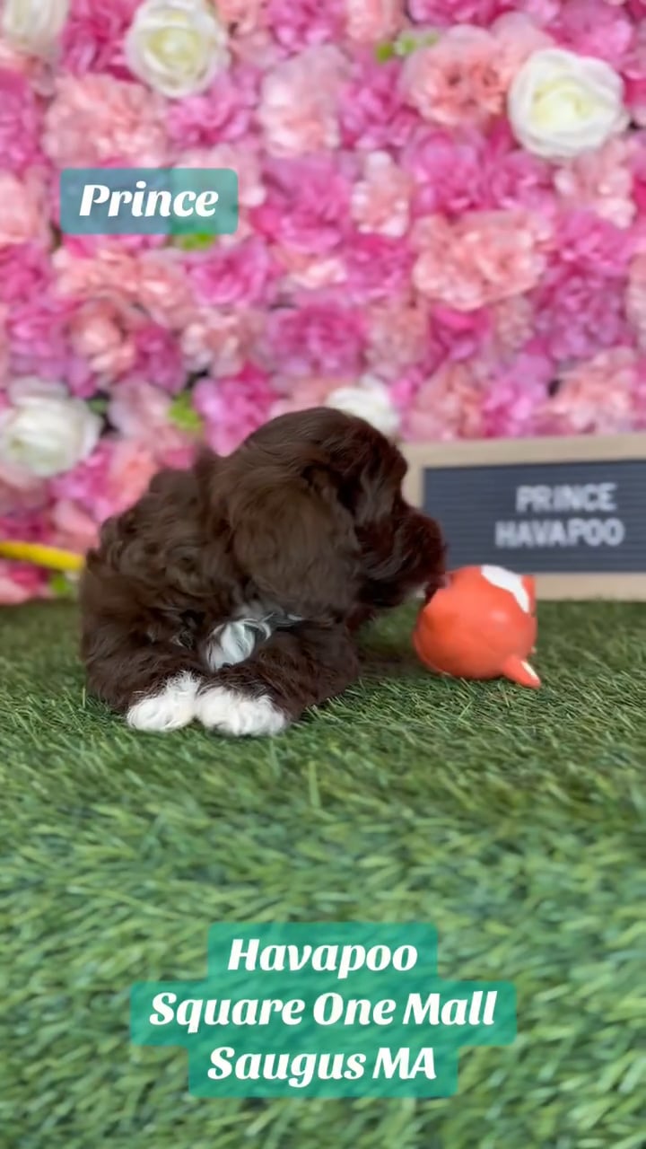 Male Havapoo puppy named Prince for sale at Pet Express Saugus. video thumbnail