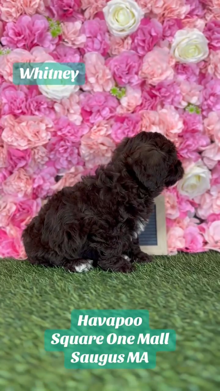Female Havapoo puppy named Whitney for sale at Pet Express Saugus. video thumbnail
