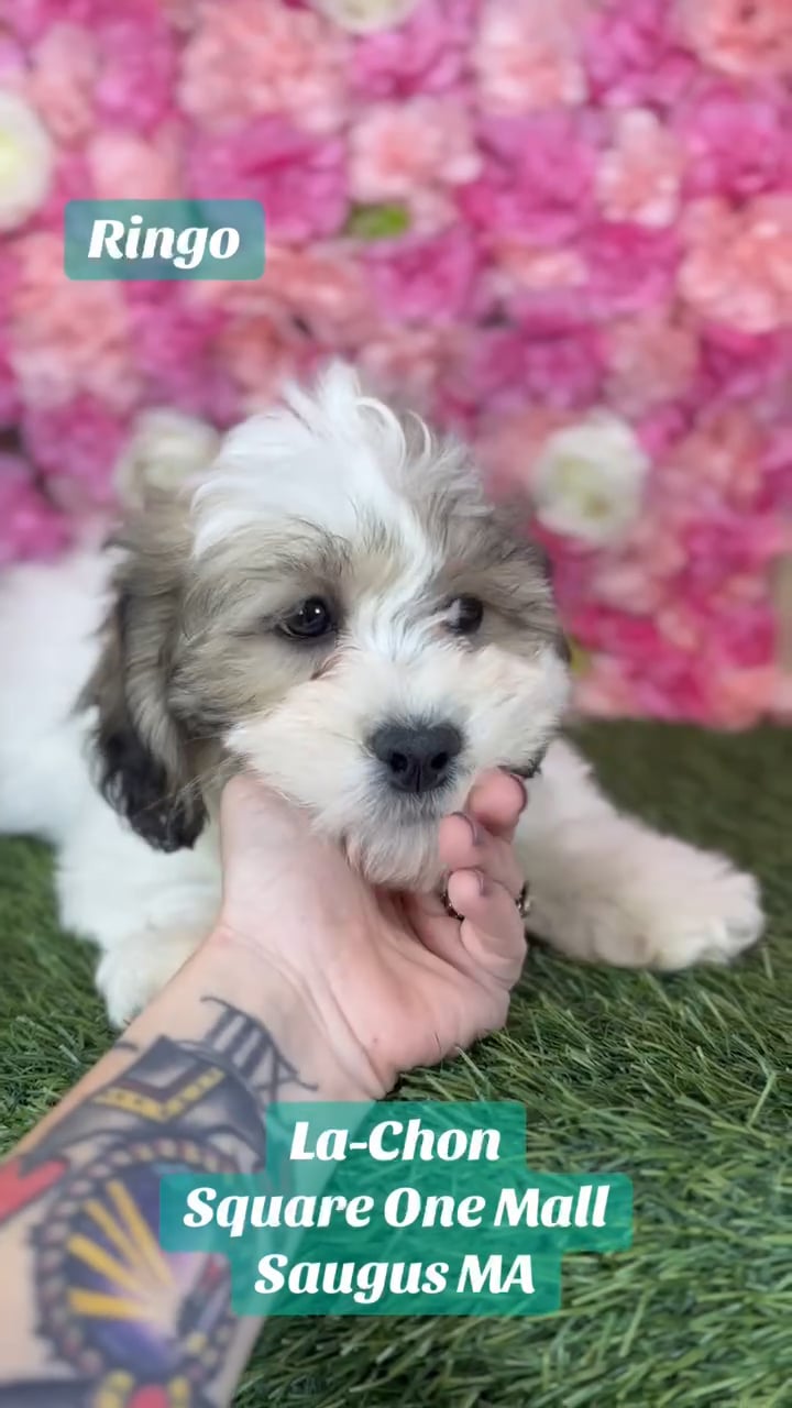 Male La-Chon puppy named Ringo for sale at Pet Express Saugus. video thumbnail