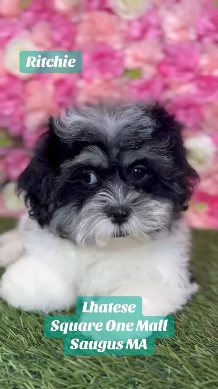 Male Lhatese puppy named Ritchie for sale at Pet Express Saugus. video thumbnail