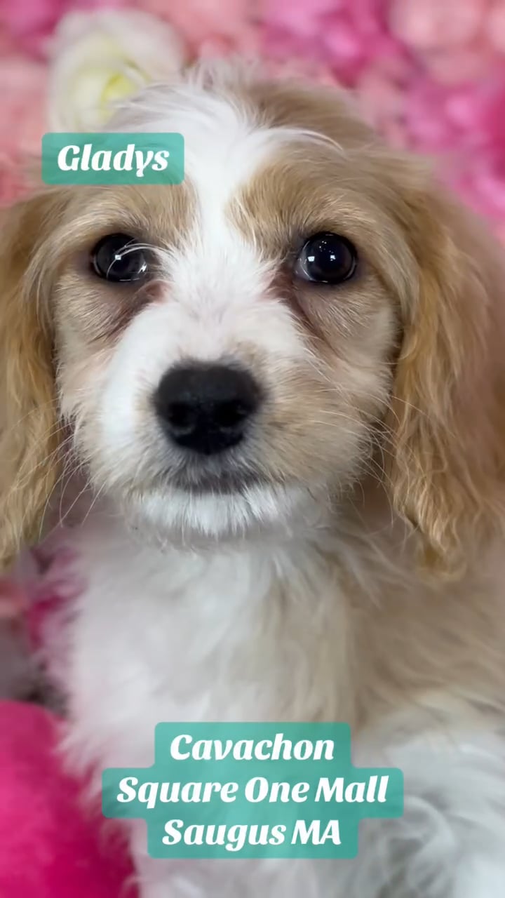Female Cavachon puppy named Gladys for sale at Pet Express Saugus. video thumbnail
