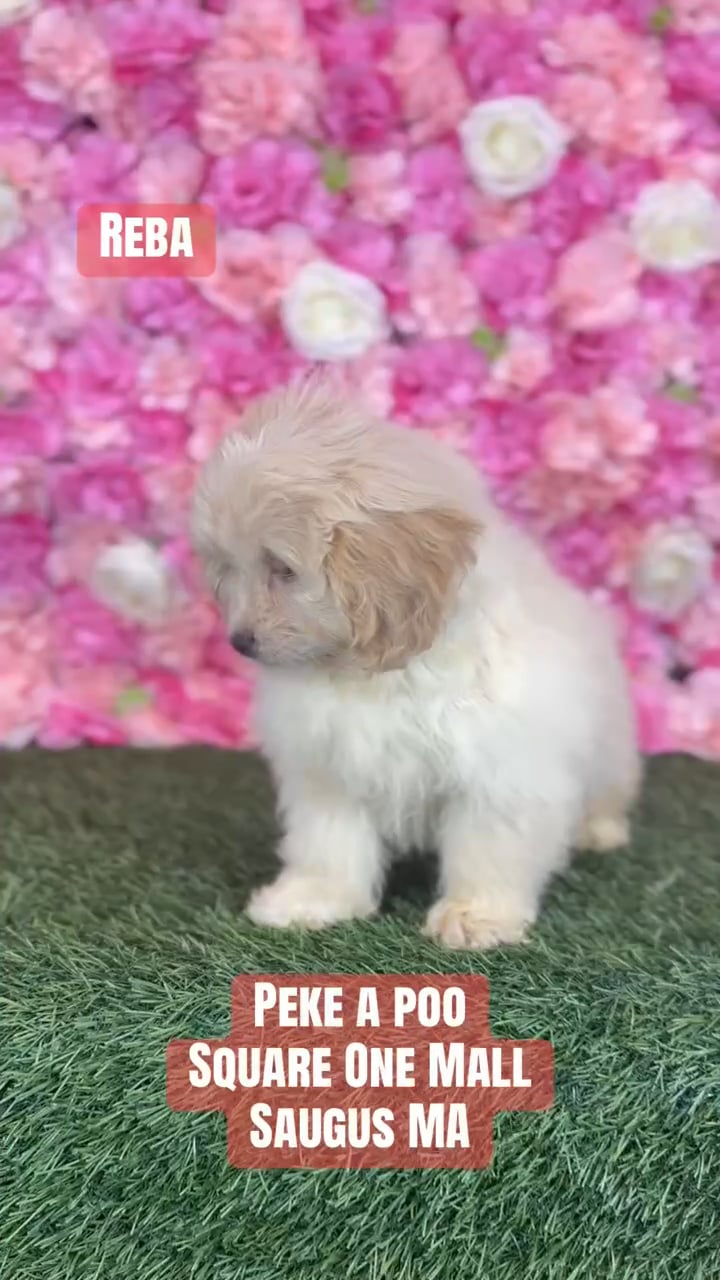 Female Peke A Poo puppy named Reba for sale at Pet Express Saugus. video thumbnail