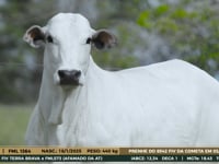 Lote 05