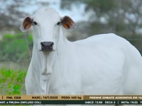Lote 07