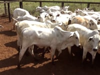 Lote 25