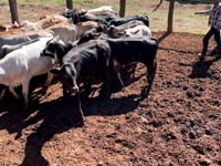 Lote 08J