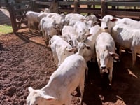 Lote 07J