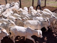 Lote 06J