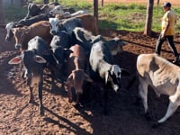 Lote 66J