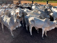 Lote 88J