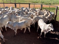 Lote 77J