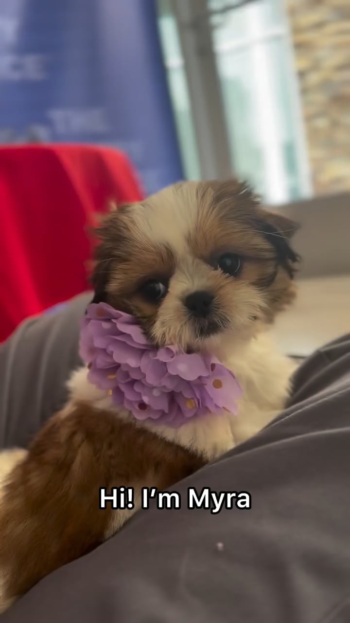 Female Shih Tzu puppy named Myra for sale at The Puppy Palace CT. video thumbnail