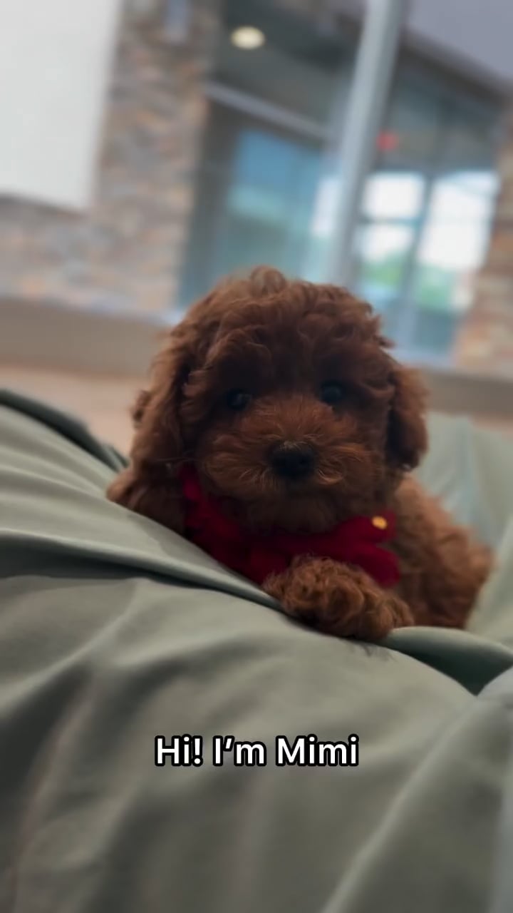 Female Mini Poodle puppy named Mimi for sale at The Puppy Palace CT. video thumbnail