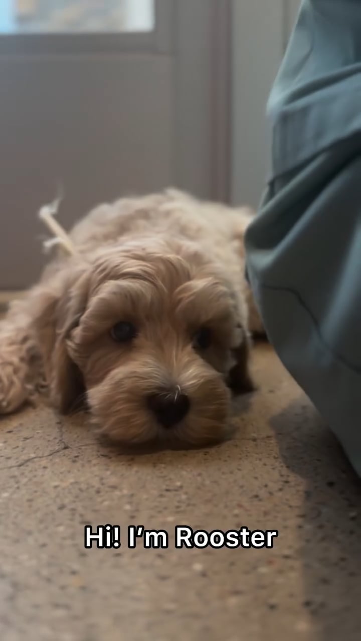 Male Cockapoo puppy named Rooster for sale at The Puppy Palace CT. video thumbnail