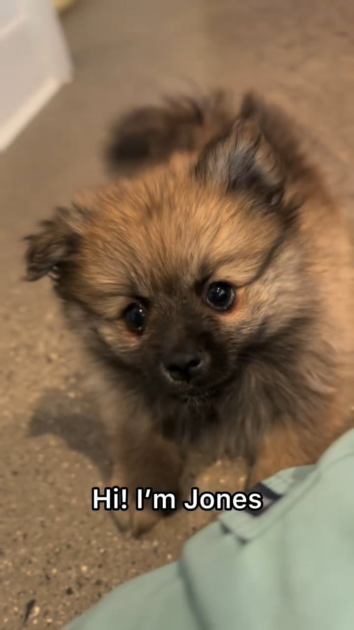 Male Pomeranian puppy named Jones for sale at The Puppy Palace CT. video thumbnail