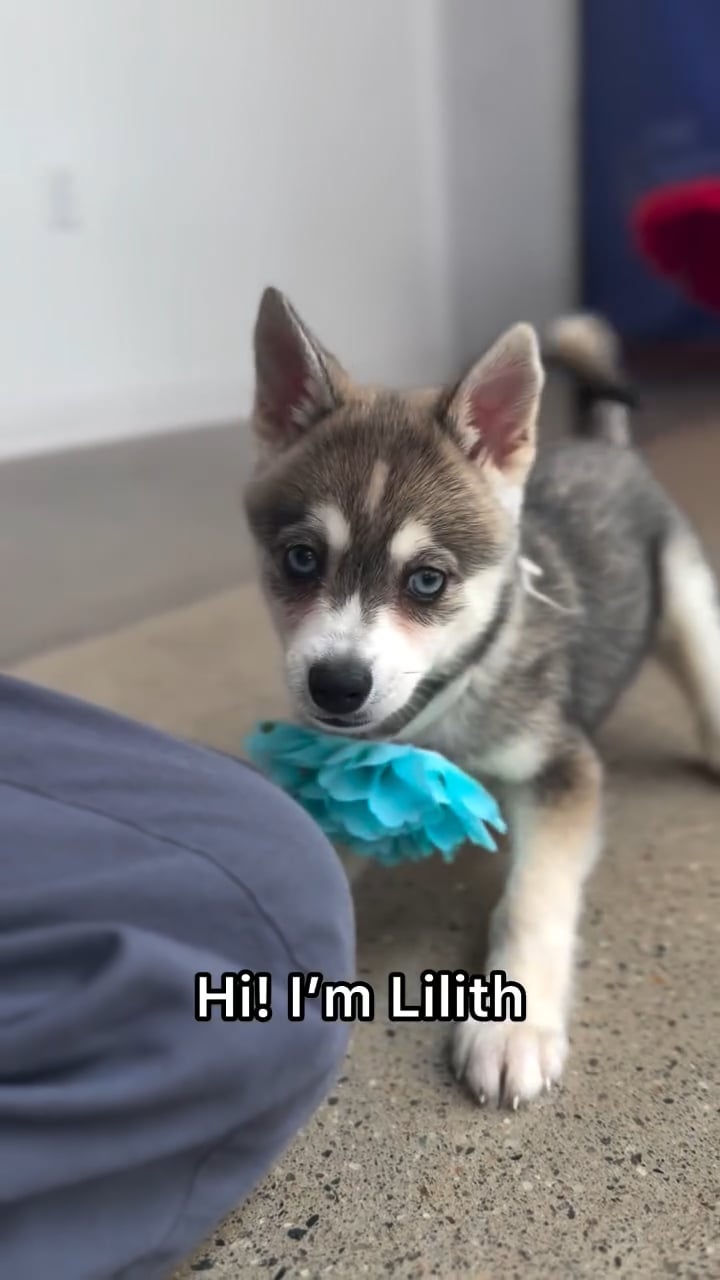 Female Alaskan Klee Kai puppy named Lilith for sale at The Puppy Palace CT. video thumbnail
