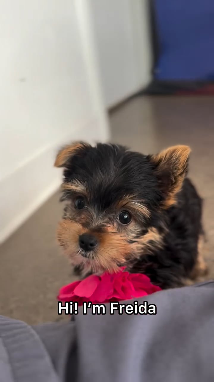 Female Yorkie puppy named Freida for sale at The Puppy Palace CT. video thumbnail
