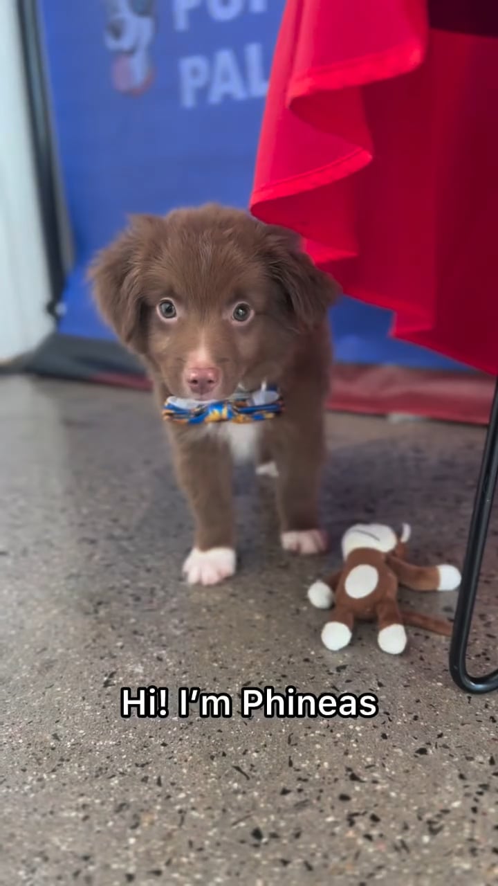 Male Mini Australian Shepherd puppy named Phineas for sale at The Puppy Palace CT. video thumbnail