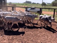 Lote 09J