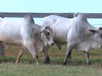 Lote 145 E 146