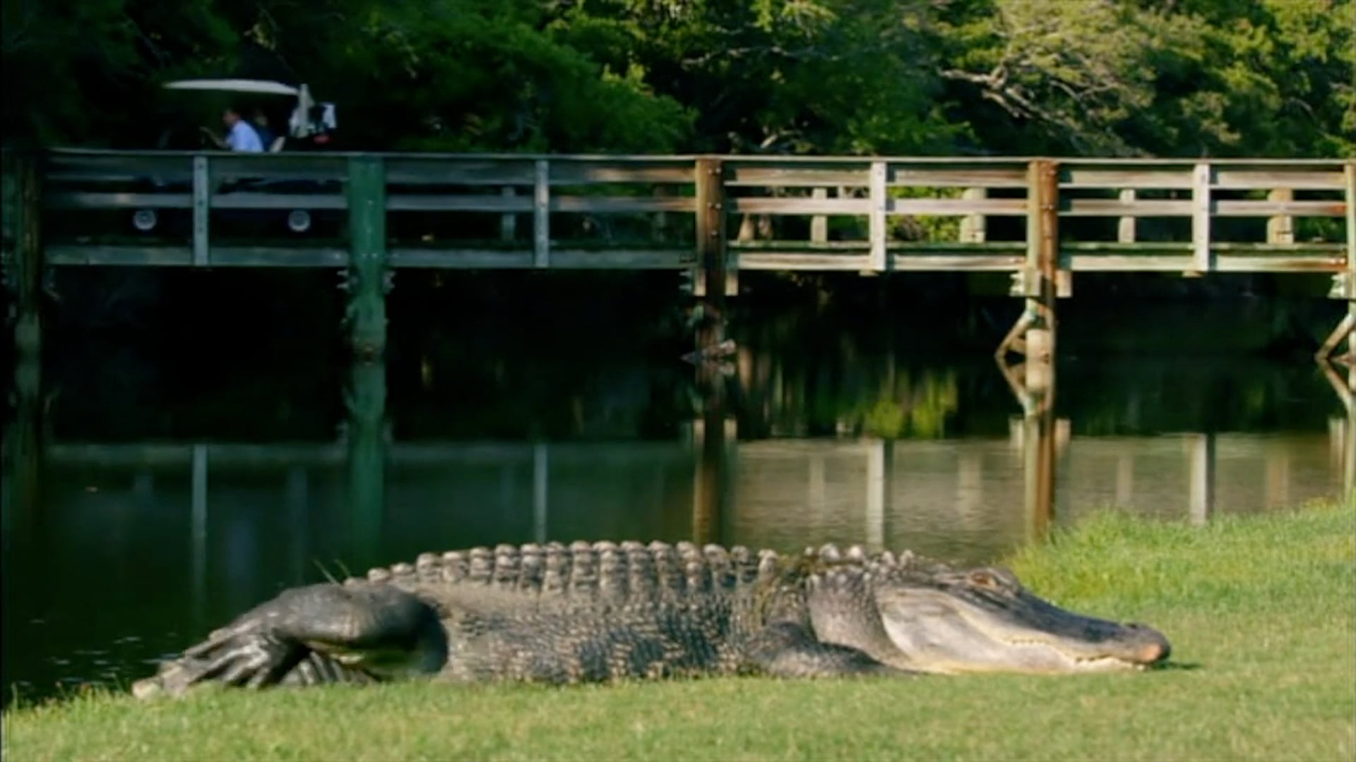 Alligator Golf Course