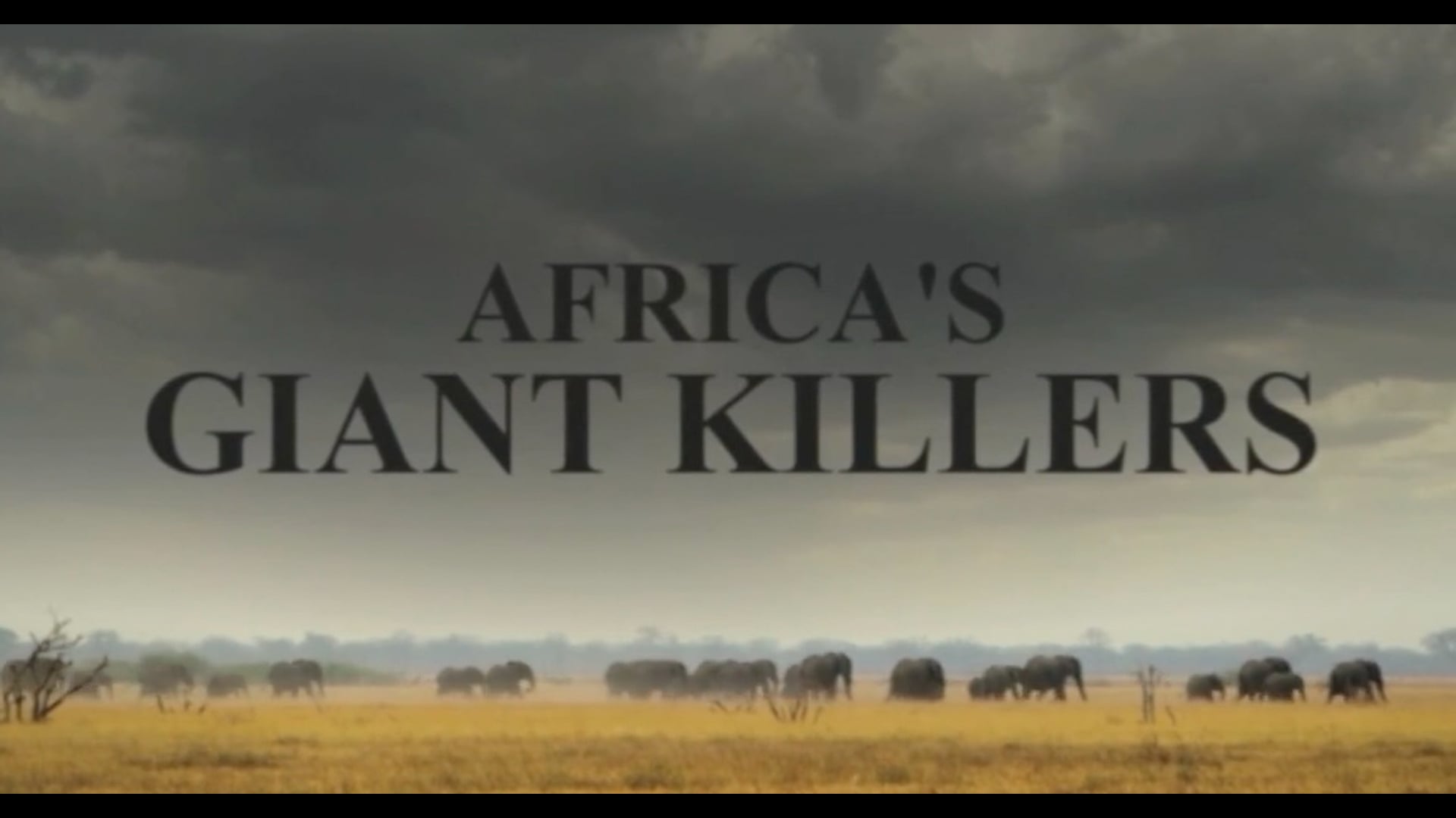 Africa's Giant Killers: Pre-Titles