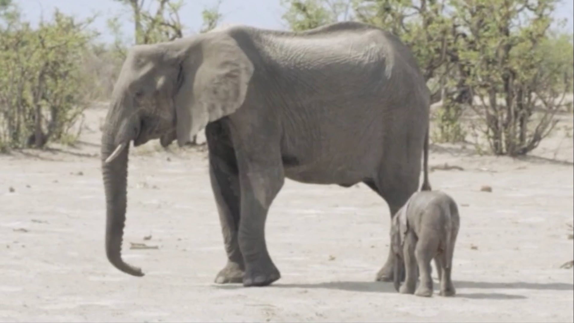 Africa's Giant Killers: Underscore