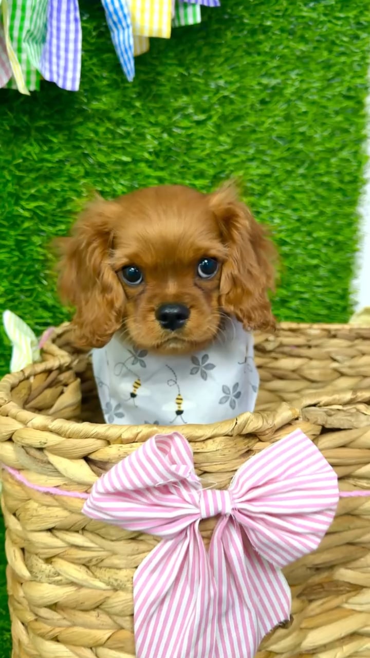 Male Cavalier King Charles Spaniel puppy named Ash for sale at Puppy Dreams Puyallup. video thumbnail