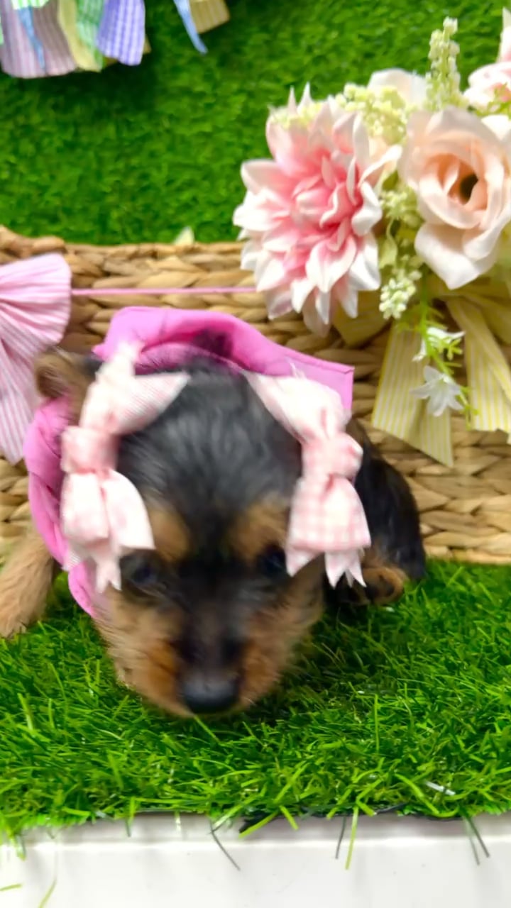 Female Yorkie-Chihuahua-Maltese Mix puppy named Brownie for sale at Puppy Dreams Puyallup. video thumbnail