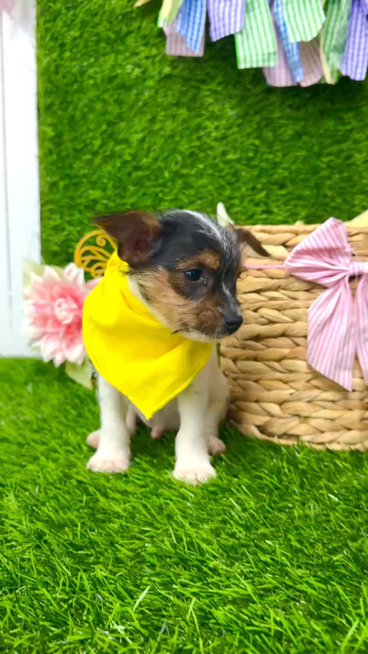 Male Yorkie-Chihuahua-Maltese Mix puppy named Frost for sale at Puppy Dreams Puyallup. video thumbnail