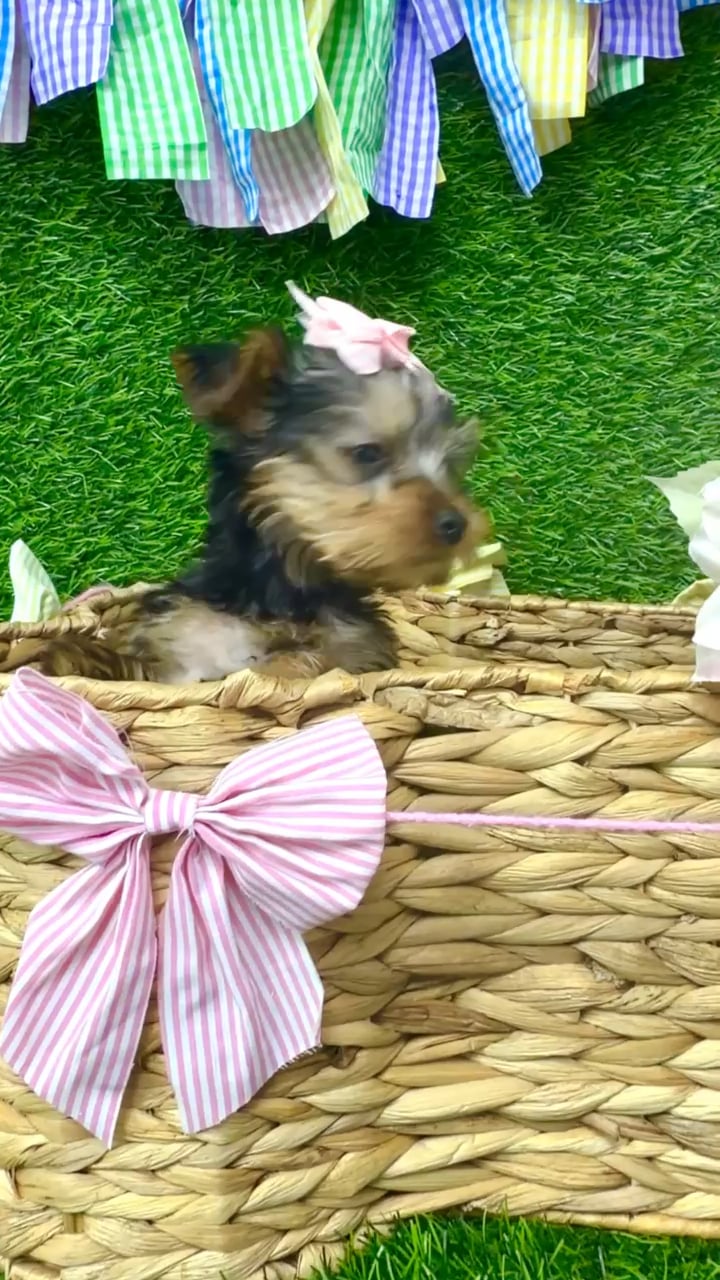 Female Yorkie puppy named Cookie for sale at Puppy Dreams Puyallup. video thumbnail