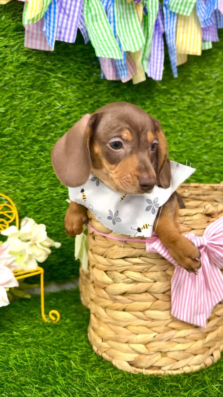 Male Dachshund puppy named Pumbaa for sale at Puppy Dreams Puyallup. video thumbnail
