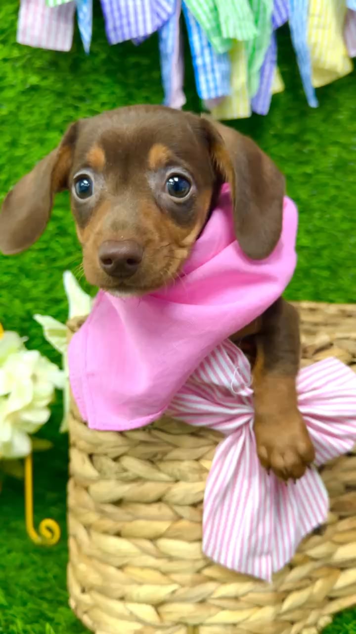 Female Dachshund puppy named Nala for sale at Puppy Dreams Puyallup. video thumbnail